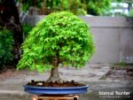 Code 099 : Japanese Maple - Image 2