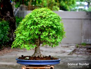 Code 099 : Japanese Maple - Image 2