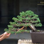 Code 101 : Kishu Shimpaku