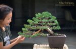 Code 101 : Kishu Shimpaku