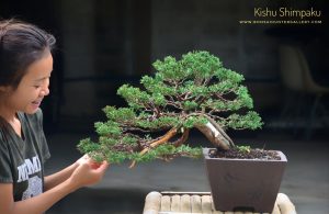 Code 101 : Kishu Shimpaku