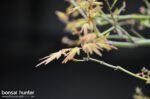 Code 100 : Japanese Maple - Image 4