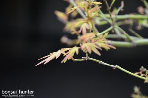 Code 100 : Japanese Maple - Image 4