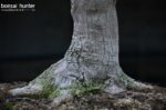 Code 100 : Japanese Maple - Image 6