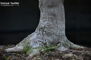 Code 100 : Japanese Maple - Image 6