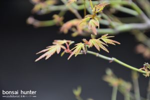 Code 100 : Japanese Maple - Image 5