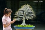 Code 099 : Japanese Maple - Image 7