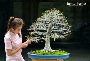 Code 099 : Japanese Maple - Image 7