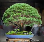 Code 102 : Hinoki