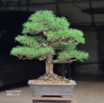 Tree ID 127 : Japanese Blackpine