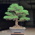 Tree ID 127 : Japanese Blackpine