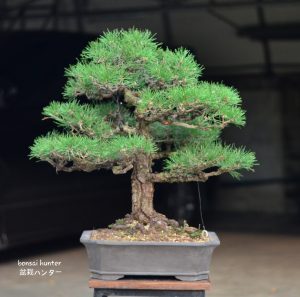 Tree ID 127 : Japanese Blackpine