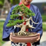 บอนไซ ID716: สน Itoigawa Shimpaku