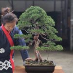 บอนไซ ID720 : สน Shimpaku informal upright