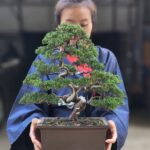 บอนไซ ID718: สน Shimpaku informal upright