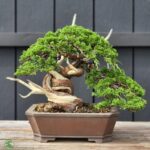 บอนไซ ID710: Ito Shimpaku