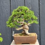 บอนไซ 630: สน Shimpaku