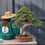 บอนไซ ID727: Japanese Sonare - Top Class