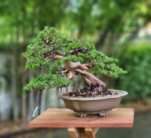 บอนไซ ID730: Itoigawa Shimpaku - Image 4