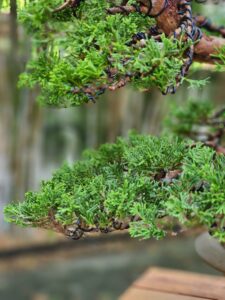 บอนไซ ID730: Itoigawa Shimpaku - Image 3