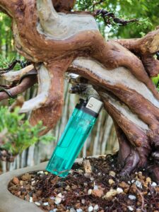 บอนไซ ID730: Itoigawa Shimpaku - Image 2