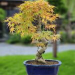 บอนไซ ID732: Japanese Maple