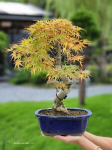 บอนไซ ID732: Japanese Maple