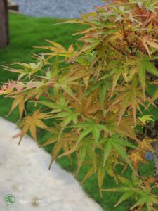 บอนไซ ID732: Japanese Maple - Image 2