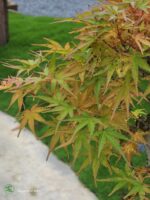 บอนไซ ID732: Japanese Maple - Image 2
