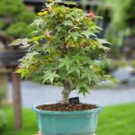 บอนไซ ID733: Japanese Maple