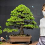 บอนไซ ID735: สน Japanese Black Pine- formal upright