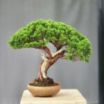 บอนไซ ID734: Itoigawa Shimpaku