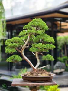 บอนไซ ID738: Itoigawa Shimpaku multi trunk - Image 2