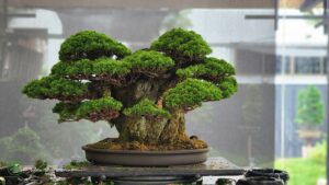 บอนไซ ID740: Itoigawa Shimpaku Rock planting style - Image 3