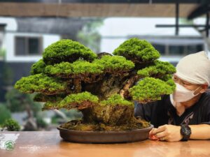บอนไซ ID740: Itoigawa Shimpaku Rock planting style