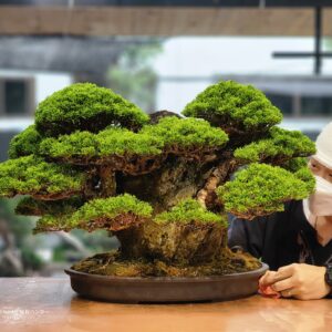 บอนไซ ID740: Itoigawa Shimpaku Rock planting style