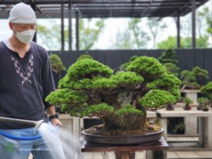 บอนไซ ID740: Itoigawa Shimpaku Rock planting style - Image 2