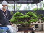 บอนไซ ID740: Itoigawa Shimpaku Rock planting style - Image 2