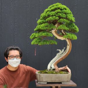 บอนไซ ID742: Shimpaku - Informal upright