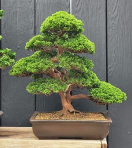 บอนไซ ID744: Itoigawa Shimpaku- Informal upright - Image 2