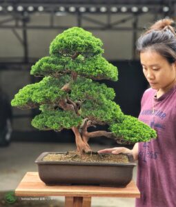 บอนไซ ID744: Itoigawa Shimpaku- Informal upright - Image 3