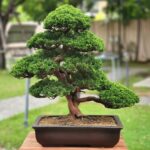 บอนไซ ID744: Itoigawa Shimpaku- Informal upright