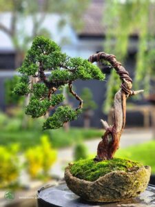 บอนไซ ID749: Shimpaku- Bunjin Style - Image 3