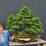 บอนไซ ID769: Tsuyama Hinoki - Forest style - Top Prize award