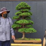 บอนไซ ID768: Tsuyama Hinoki - Formal upright