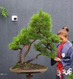 บอนไซ ID786: สน Japanese Black Pine - Image 2