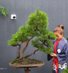 บอนไซ ID762: สน Japanese Black Pine - Forest Style - Image 2