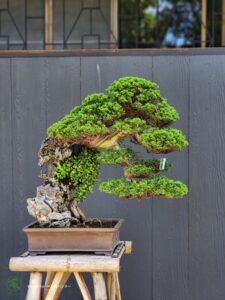 บอนไซ ID765: Shimpaku Rock Planting Style- Top Class - Image 3