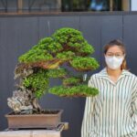 บอนไซ ID765: Shimpaku Rock Planting Style- Top Class