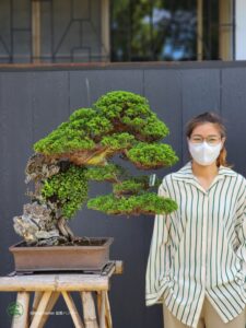บอนไซ ID765: Shimpaku Rock Planting Style- Top Class